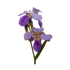 Violet iris flower. The isolation is on a transparent background in the PNG format.