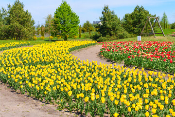Obraz premium Vibrant Flower Garden with Colorful Tulips in a Sunny Landscape