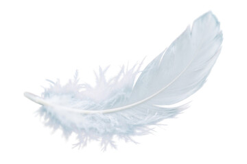 Soft White Feather Isolated on White Background  High-Resolution Image