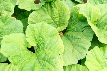 Vibrant green butterbur leaves overlapping, forming a textured natural backdrop