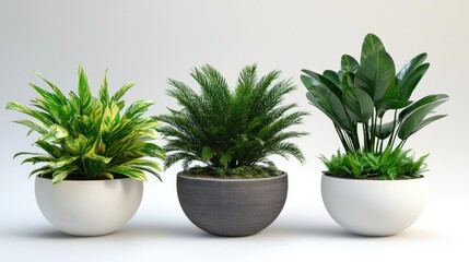 Three potted plants with modern home decor, and minimalist design.