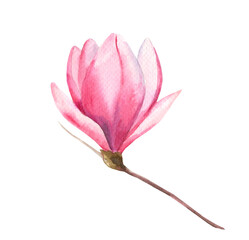 Fototapeta premium Watercolor illustration of pink magnolia isolated on white background. Delicate spring flower for wedding invitations