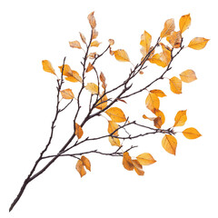 A detailed close-up of a branch with vibrant autumn leaves, showcasing the intricate textures and colors, set against a plain background ideal for nature-themed projects