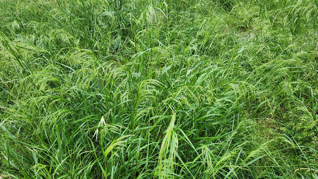 In May's semi-shade of the park in Mediterranean region, coarse brome (Bromus ramosus) grass features drooping panicles and relatively broad leaves, adding texture to the understory.