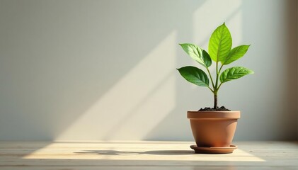 Single plant in pot, empty room, natural light, indoors, room