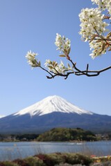 White flowers and Mt. Fuji