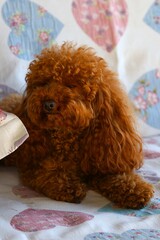 Barboncino toy