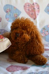 Barboncino toy