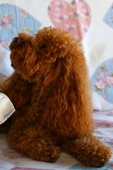 Barboncino toy