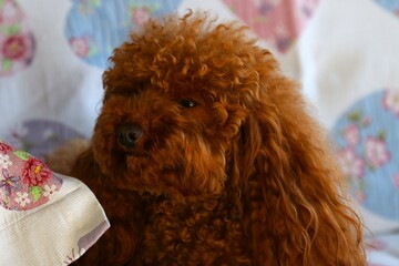 Barboncino toy