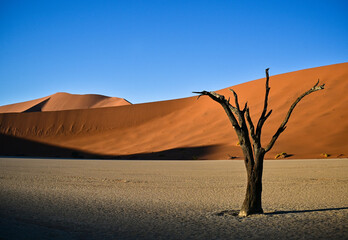 Dead trees in a valley between dunes in Namib-Naukluft Park in Namibia.