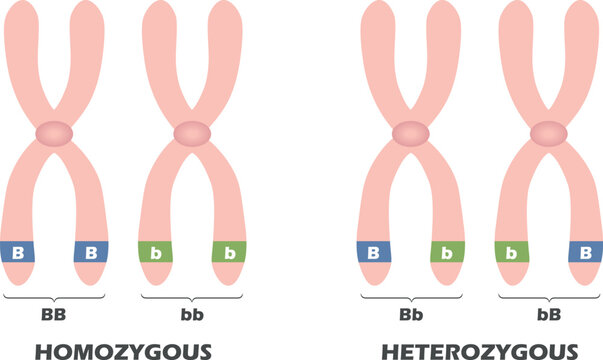 Difference Diagram Between Homozygous and Heterozygous. Vector illustration.
