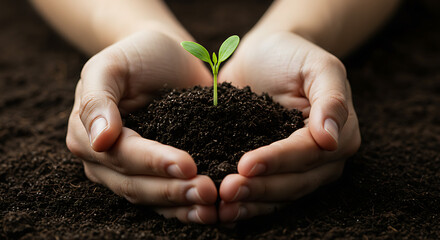 A tree plantation