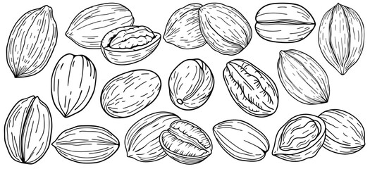 Pecan nuts in outline style. Includes whole in shell, cracked, and shelled forms. Monochrome line drawing. Suitable for food packaging, botanical labeling, or nutrition themed design projects.