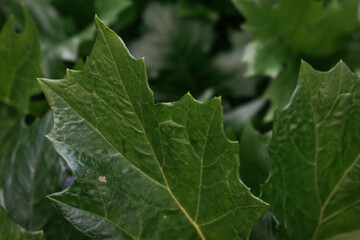Close-up of lush green leaves featuring distinct lobed shapes and prominent veins.Their vibrant color and intricate patterns highlight the texture, enhancing the organic feel of the arrangement.