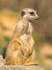 Erdmännchen hält Wache