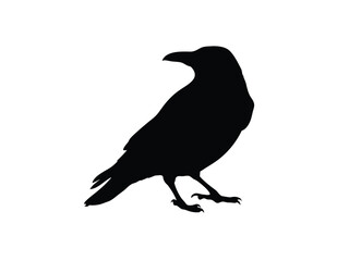 Black Crow Silhouette Profile