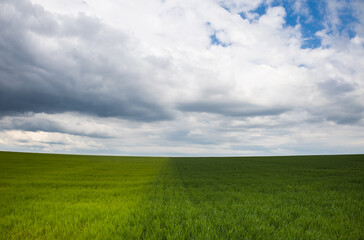 Obraz premium champ cultivé de céréales avec dégradé de verts sous un ciel bleu nuageux au printemps