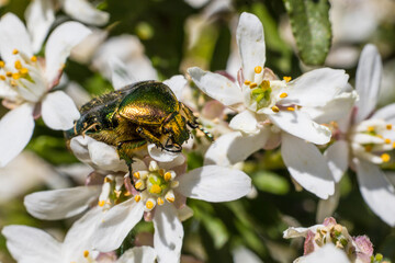 La Cétoine dorée ou « hanneton des roses » est une espèce d'insectes coléoptères de la famille des Scarabaeidae, de la sous-famille des Cetoniinae. Elle est commune en Europe