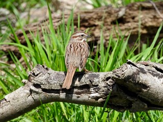 song sparrow bird on a branch