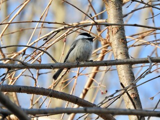 black-capped chickadee bird on a branch