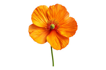 Iceland Poppy isolated on transparent background