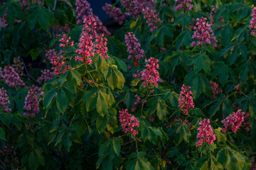 Blooming red horse chestnut tree with lush green leaves and vibrant pink flowers, captured in warm evening light during late spring.