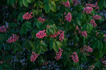 Blooming red horse chestnut tree with lush green leaves and vibrant pink flowers, captured in warm evening light during late spring.