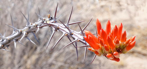 Ocotillo Cactus Orange Bloom Spikes - A closeup image of the blooms on a ocotillo cactus

