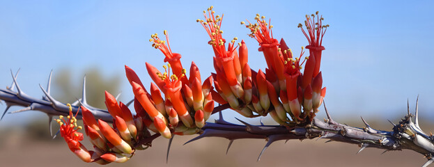 Panoramic Closeup Image of the Ocotillo cactus opening  bloom spikes

