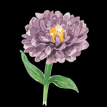 Purple watercolor flower illustration animation isolated asset, transparent 4K video, alpha channel, ProRes 4444