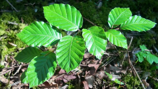 Morgentanz im Fichtenwald: Die erwachende Buchenjungpflanze
