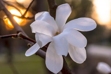  Biały kwiat magnolii (Magnolia spp.) rozkwita na rozmytym tle zachodzącego słońca. Płatki są delikatne i wydłużone, otaczają mały centralny klaster. Słońce rzuca ciepły blask, podkreślając fakturę 