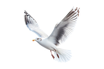 Obraz premium Flying Seagull isolated on transparent background