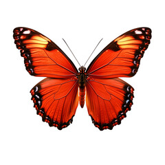 Fototapeta premium A colorful butterfly, an isolated on a transparent background