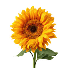 Fototapeta premium Yellow Sunflower In Vibrant Color isolated on a transparent background
