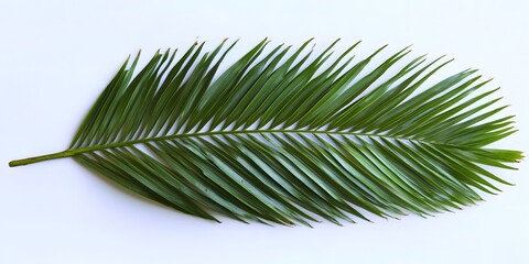 Obraz premium Single Lush Green Palm Leaf on White Background Tropical Foliage