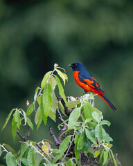 Scarlet Minivet on top of a branch