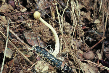 Close-up of Cordyceps militaris, a parasitic fungus emerging from an insect larva, found in a forest floor environment. Known for its medicinal properties and unique life cycle