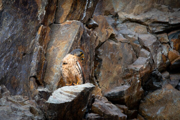 Common Kestrel sitting on hills