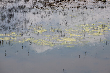 reeds in the water