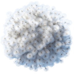 Aerial View of a Fluffy White Flower Cluster, Possibly a Mimosa Tree in Full Bloom