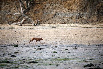 puppy wire-haired vizsla