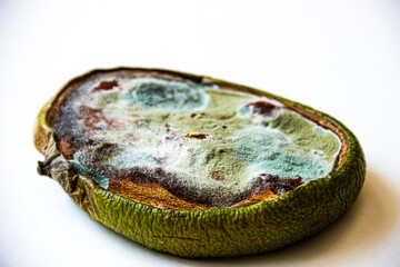 Moldy and dried-out citrus fruit slice covered in green and blue fungal spores. Concept of food spoilage, decay, and hygiene issues.