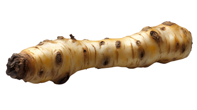 A closeup of a root vegetable with a textured surface ideal for culinary and botanical themes