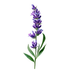 Naklejka premium Single Lavender Flower With Slender Purple isolated on a transparent background