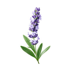 Naklejka premium Single Lavender Flower With Slender Purple isolated on a transparent background