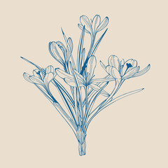 Crocus or saffron flower. Floral botanical flower. Isolated illustration element. Vector hand drawing wildflower for background, texture, wrapper pattern, frame or border.