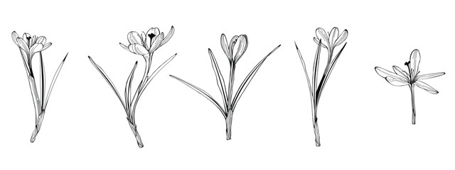 Crocus or saffron flower. Floral botanical flower. Isolated illustration element. Vector hand drawing wildflower for background, texture, wrapper pattern, frame or border.