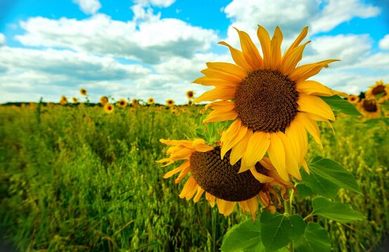 Sunflowers in a summer field close-up.